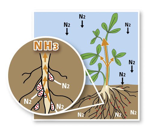 NITROGEN (N)